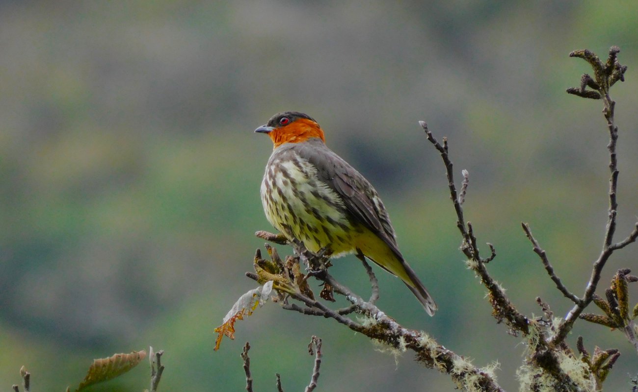 birdwatching-peru