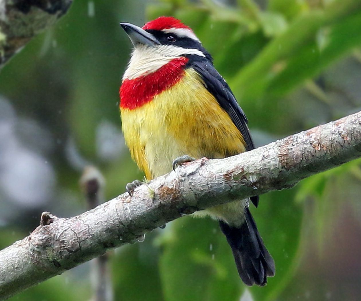 NORTH PERU BIRDS