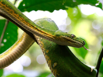 Emerald Tree boa