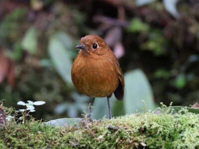 Urubamba Antpitta