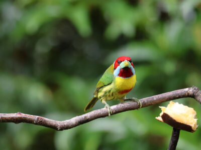 Versicolored barbet