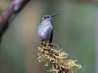 Many Spotted humming bird