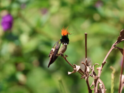 Rufous crested coquette